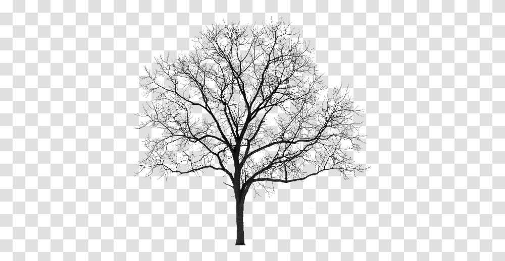 Pin By Chloe Silhouette Winter Tree, Plant, Tree Trunk, Oak Transparent Png