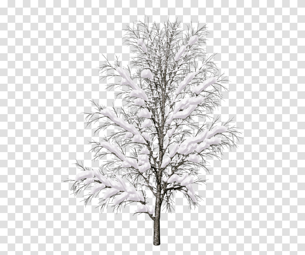 Pin By Dzzyn Images Snow Winter Tree, Plant, Fir, Abies, Flower Transparent Png