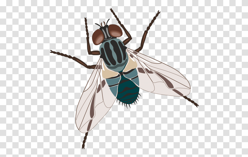 Pin By Elenka On Fly Clipart Background, Insect, Invertebrate, Animal, Mosquito Transparent Png