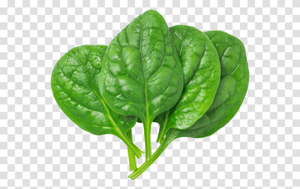 Pin By Free Image On Foods And Drinks Images Spinach, Vegetable, Plant, Leaf Transparent Png
