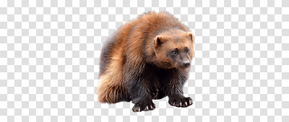 Pin By Ink Wolverine Animal Clear Background, Bear, Wildlife, Mammal, Brown Bear Transparent Png