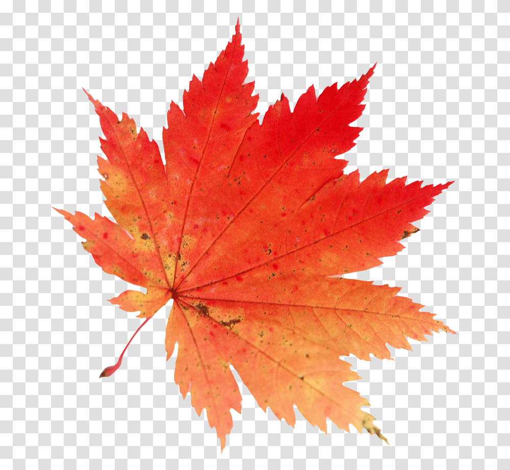 Pin By Jecceida Quiles Fall Maple Leaf Background, Plant, Tree, Bird, Animal Transparent Png