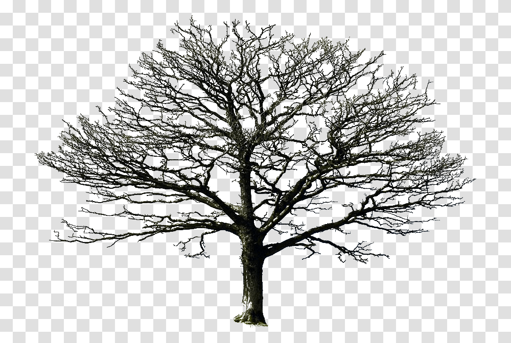 Pin By Louise Brown On Files For Photomanipulations Old Dry Tree, Plant, Tree Trunk, Oak, Sycamore Transparent Png