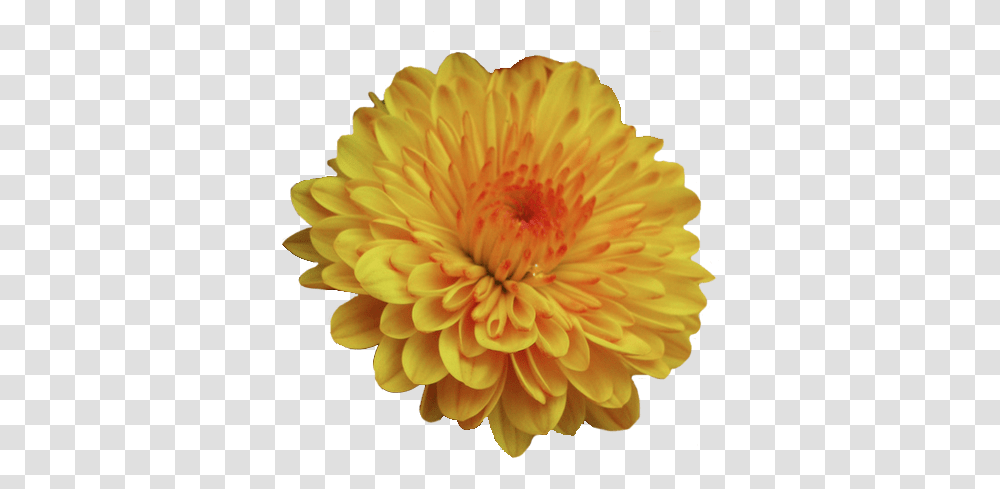 Pin By Megan F Mums And Marigolds Scentsy, Dahlia, Flower, Plant, Blossom Transparent Png