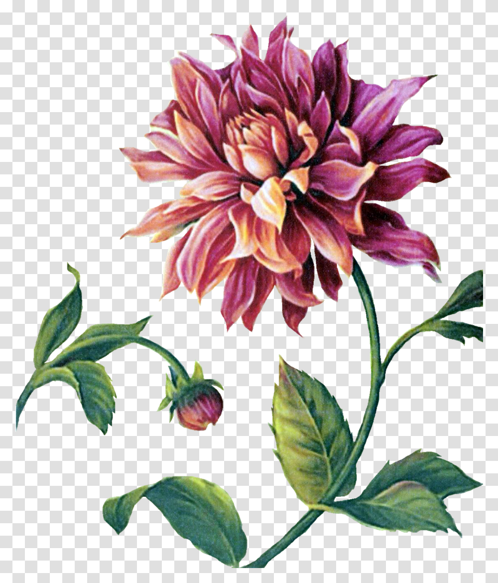 Pin By Momotakano Flower Painting, Dahlia, Plant, Blossom, Petal Transparent Png
