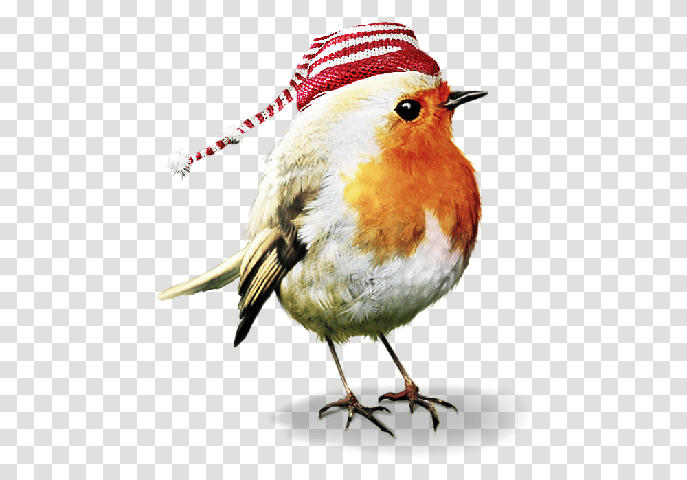 Pin By Patty Nelson Christmas Birds, Animal, Finch, Robin, Beak Transparent Png