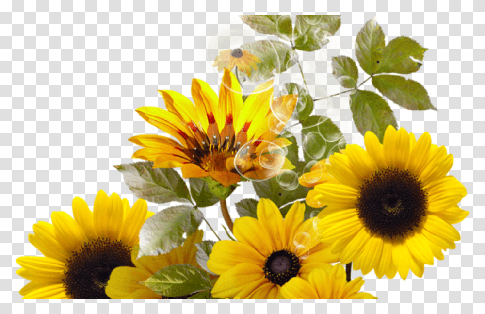 Pin By Trisna Sunflower Border, Plant, Blossom, Flower Arrangement, Daisy Transparent Png