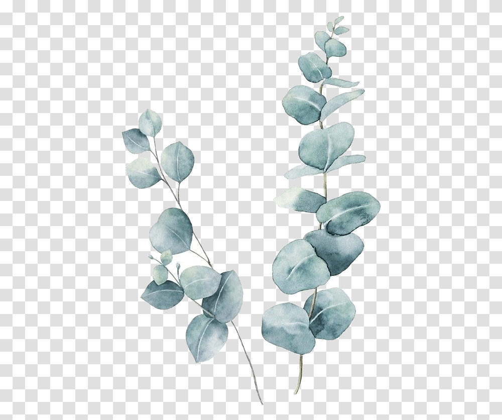 Pin Eucalyptus Watercolor, Plant, Leaf, Flower, Blossom Transparent Png