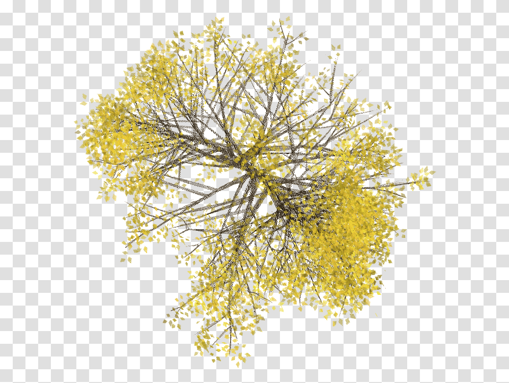 Pin Gold Tree Top View, Flower, Plant, Blossom, Mimosa Transparent Png