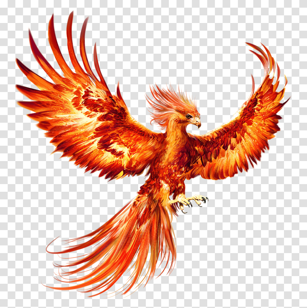 Pin Harry Potter Phoenix Bird, Animal, Chicken, Flying, Eagle Transparent Png