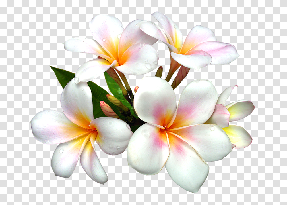 Pin Hawaiian Flowers, Plant, Blossom, Flower Bouquet, Flower Arrangement Transparent Png