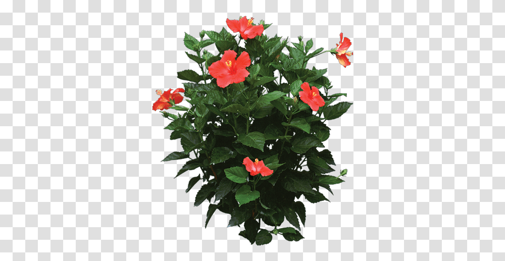 Pin Hibiscus Plant, Acanthaceae, Flower, Blossom, Geranium Transparent Png