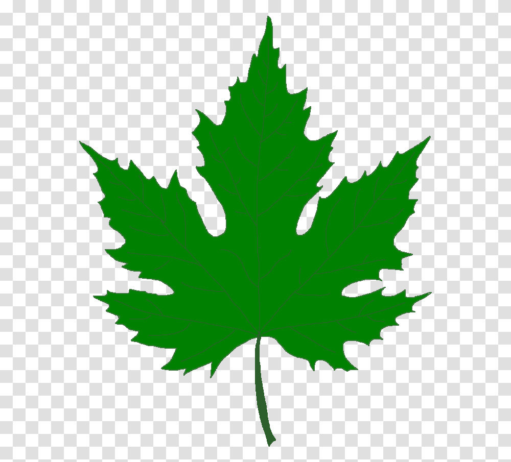 Pin Leaf Clipart Sycamore Tre Green Maple Leaf, Plant, Tree, Person, Human Transparent Png