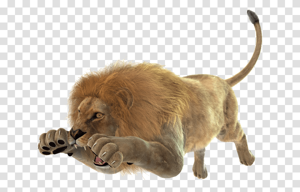 Pin Lion Attack White Background, Wildlife, Mammal, Animal, Dog Transparent Png