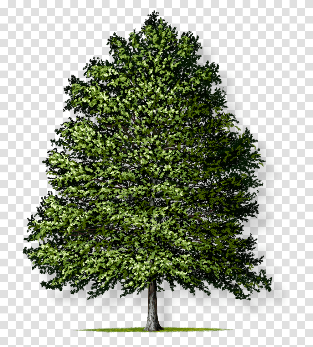 Pin Oak Tree Montgomery Oak Tree No Background, Plant, Fir, Abies, Tree Trunk Transparent Png