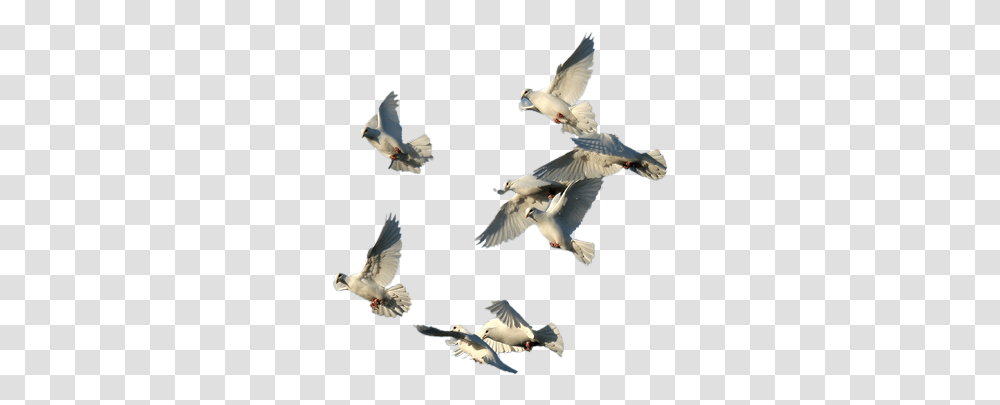 Pin Oiseaux, Bird, Animal, Dove, Pigeon Transparent Png