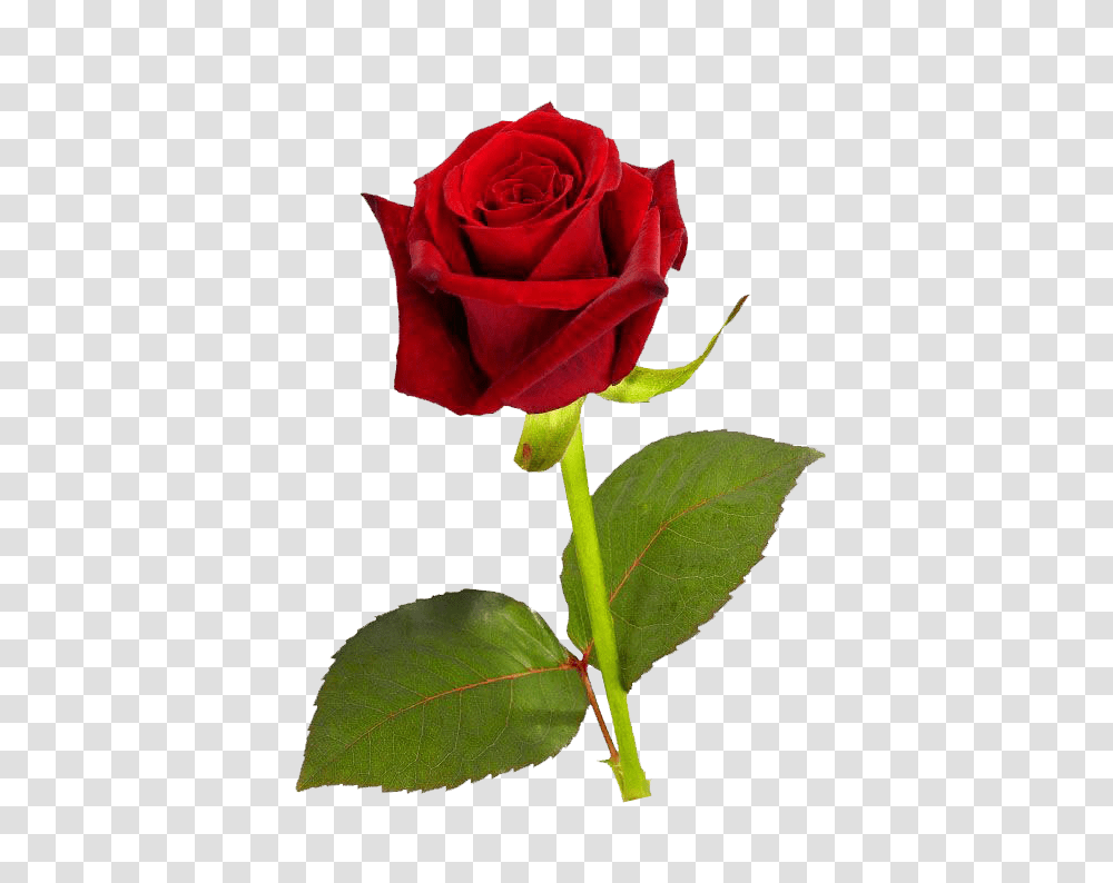 Pin Oleh Fadiyah Muhammad Di Clip Art, Rose, Flower, Plant, Blossom Transparent Png