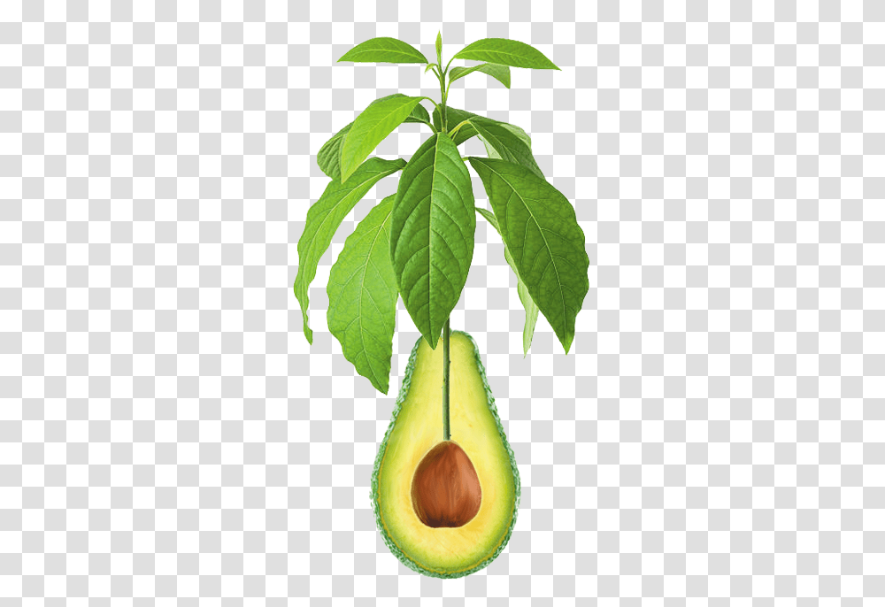 Pin Pear, Plant, Fruit, Food, Avocado Transparent Png