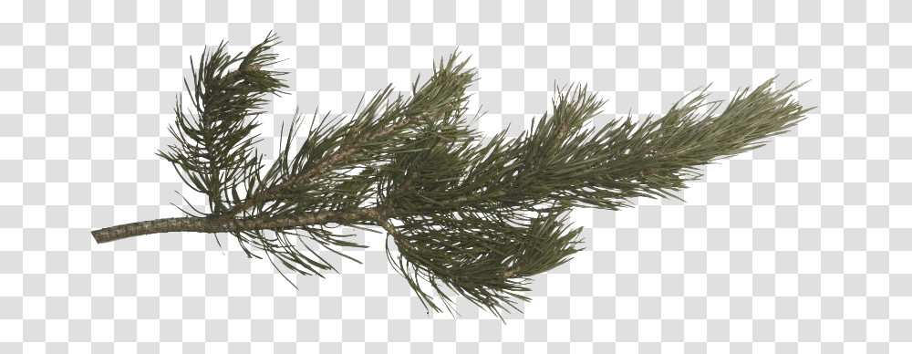 Pin Pine Branch, Tree, Plant, Conifer, Spruce Transparent Png