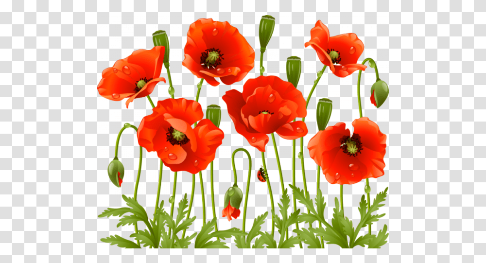 Pin Poppy Flowers, Plant, Blossom, Birthday Cake, Dessert Transparent Png