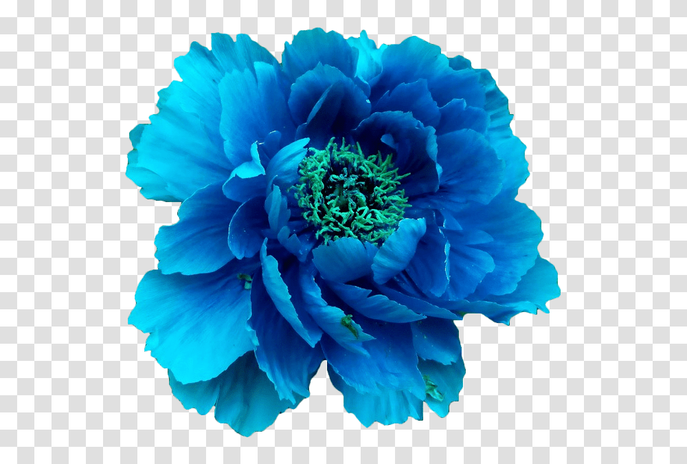 Pin Real Blue Flowers, Plant, Peony, Blossom, Dahlia Transparent Png