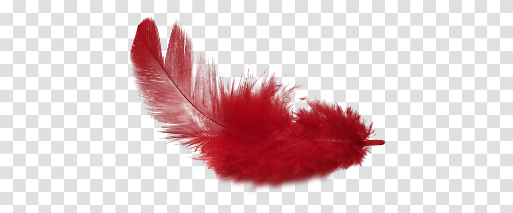 Pin Red Feather Free Clipart, Clothing, Apparel, Plant, Feather Boa Transparent Png
