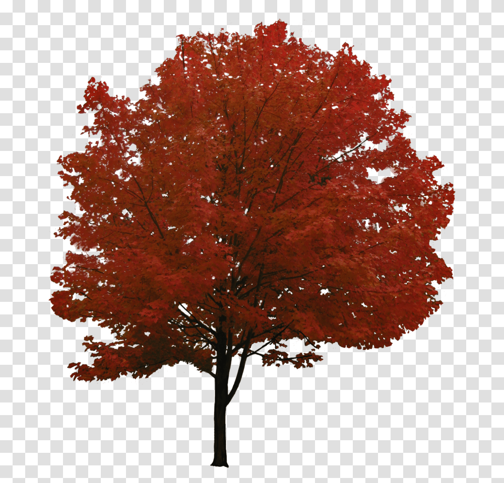 Pin Red Maple Tree, Plant, Leaf Transparent Png