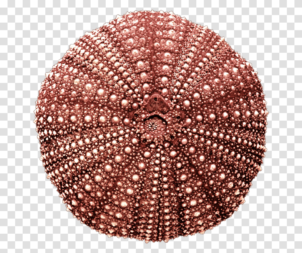 Pin Sea Urchin Clipart Transp Red Sea Urchin Shell Strongylocentrotus Sp., Sea Life, Animal, Invertebrate, Rug Transparent Png