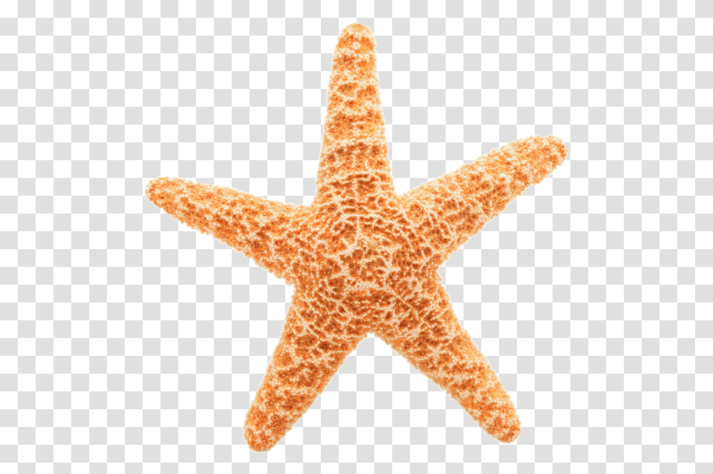 Pin Starfish Clipart Background Star Fish Starfish Background, Sea Life, Animal, Invertebrate, Lizard Transparent Png