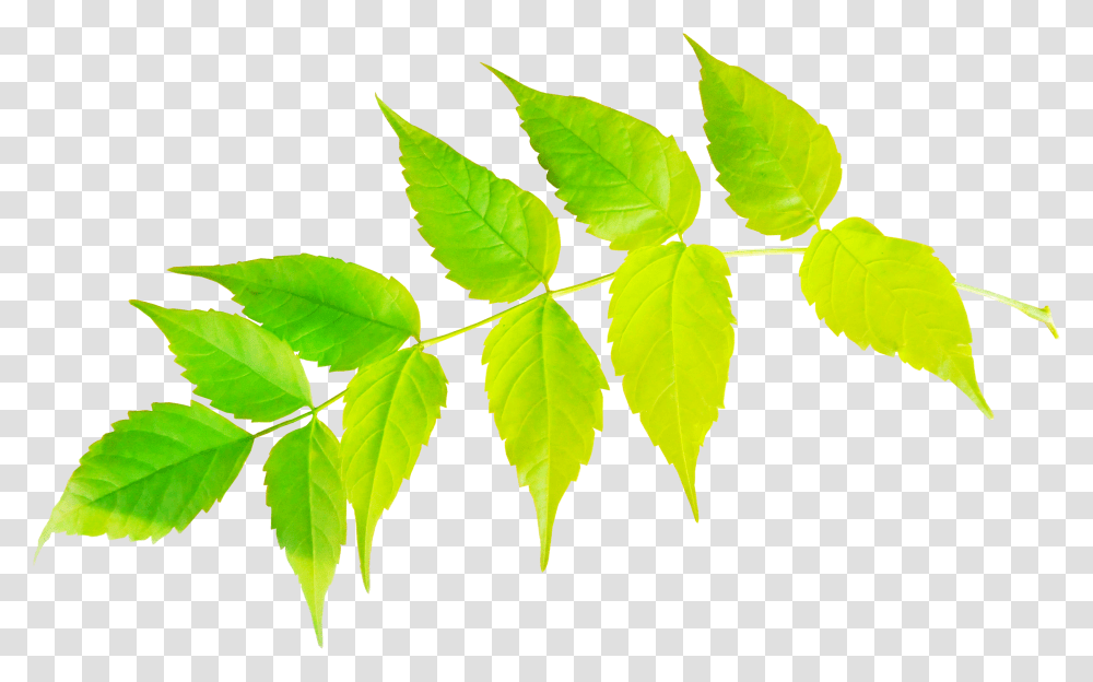 Pin Sweet Birch, Leaf, Plant, Veins Transparent Png