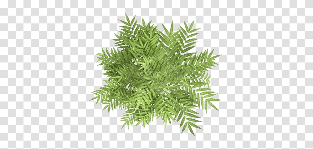 Pin Top View Plant, Fern, Tree, Leaf Transparent Png
