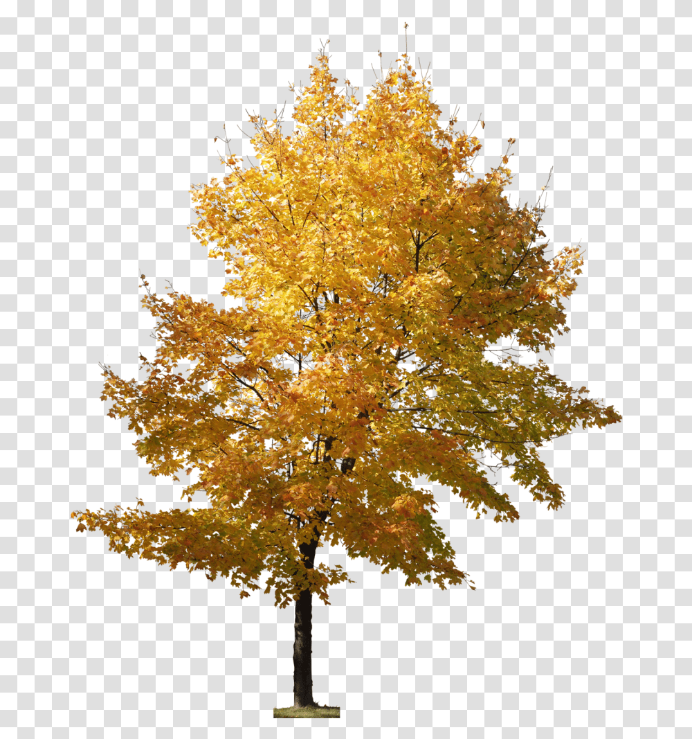 Pin Tree Photoshop Architecture, Plant, Maple, Flower, Blossom Transparent Png