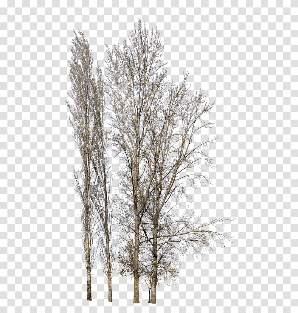 Pin Winter Tree, Nature, Outdoors, Bush, Vegetation Transparent Png