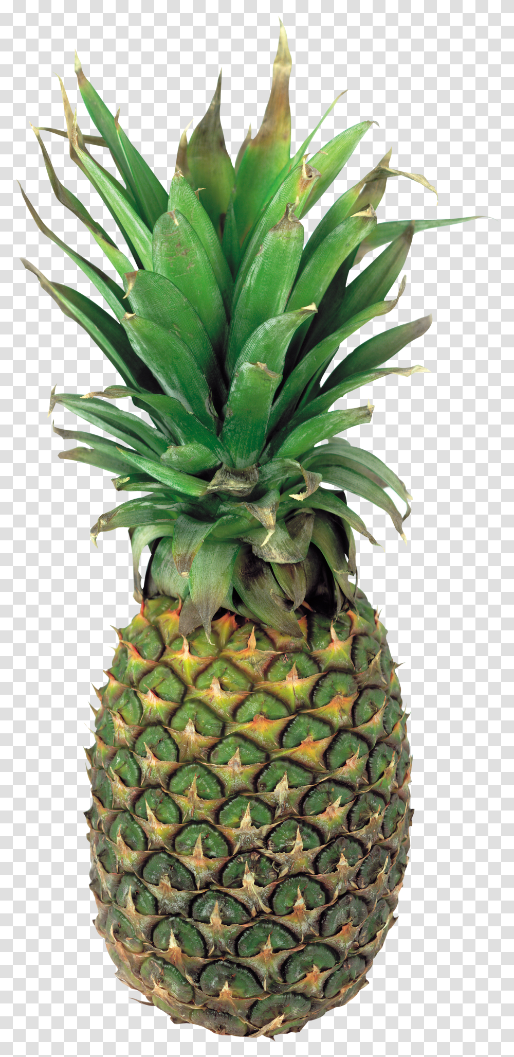 Pinapple Transparent Png