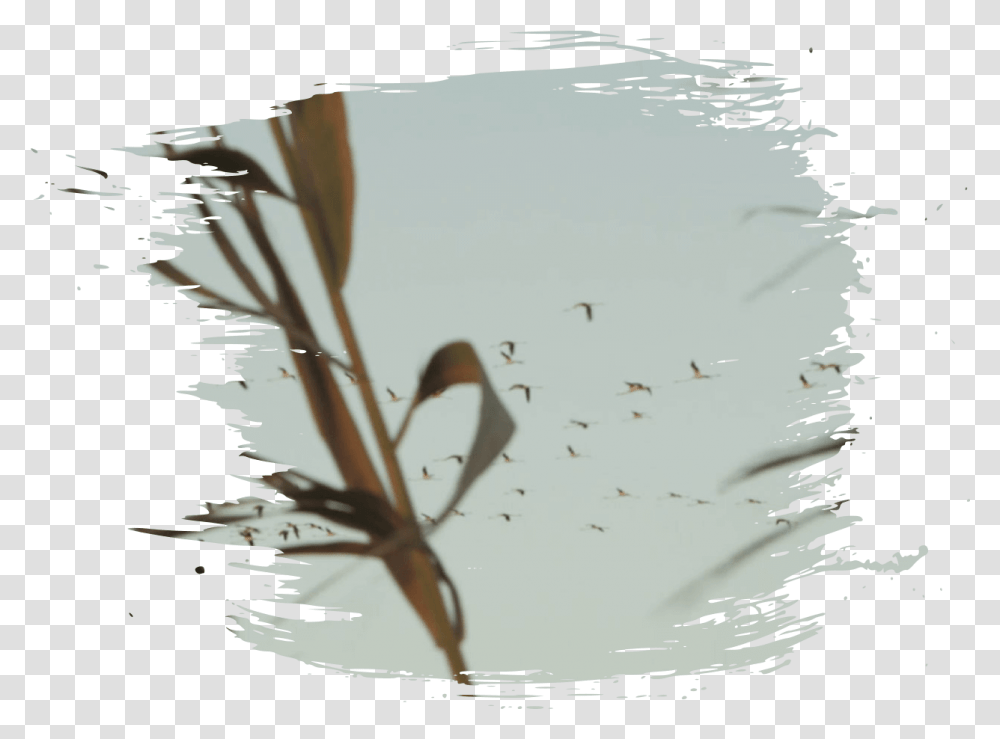 Pincelada Reflection, Flock, Animal, Bird, Waterfowl Transparent Png