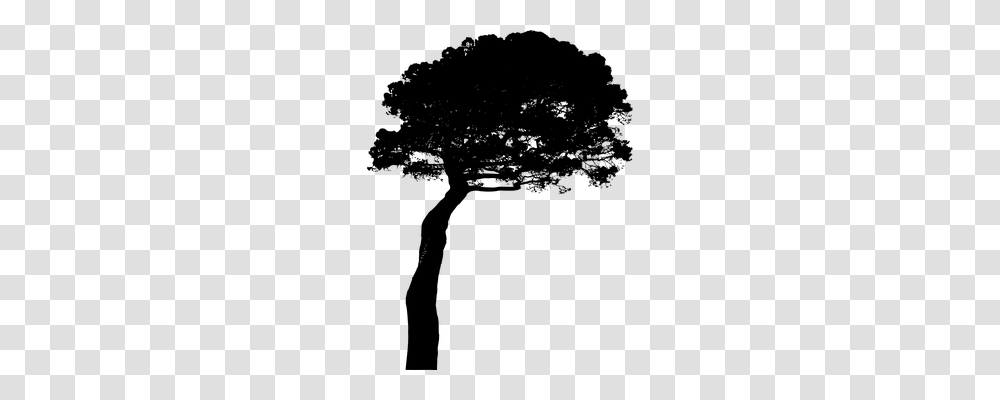 Pine Nature, Gray, World Of Warcraft Transparent Png