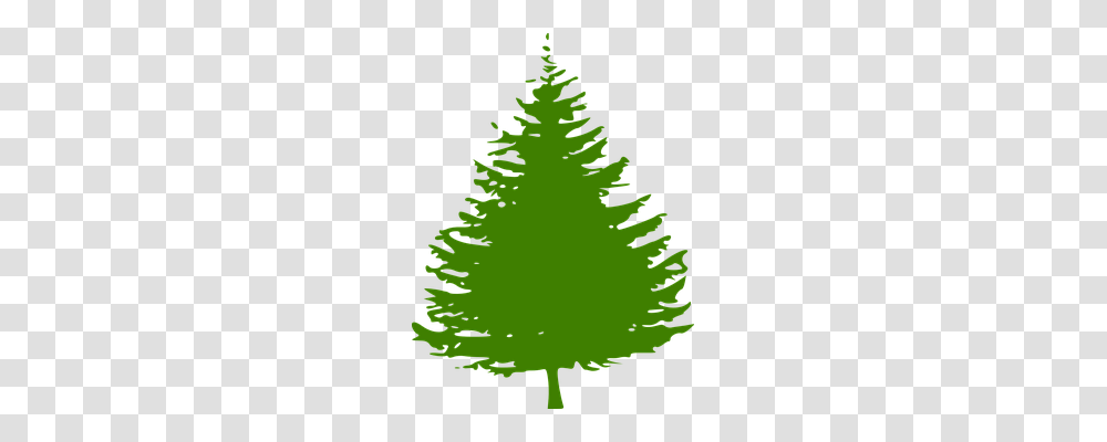 Pine Nature, Tree, Plant, Ornament Transparent Png