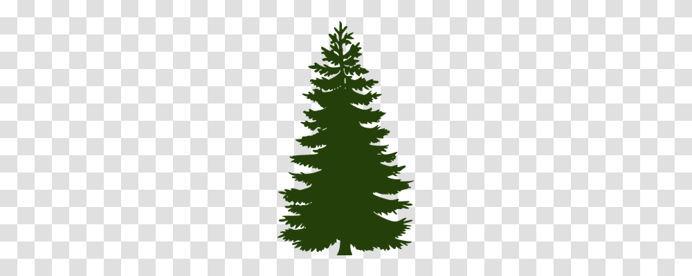 Pine Nature, Tree, Plant, Fir Transparent Png