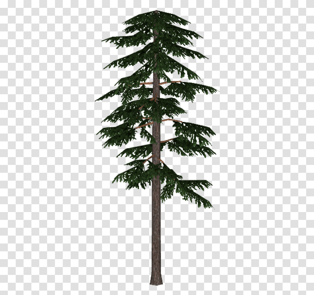 Pine And Vectors For Free Download Dlpngcom Scots Pine Tree, Plant, Fir, Abies, Cross Transparent Png