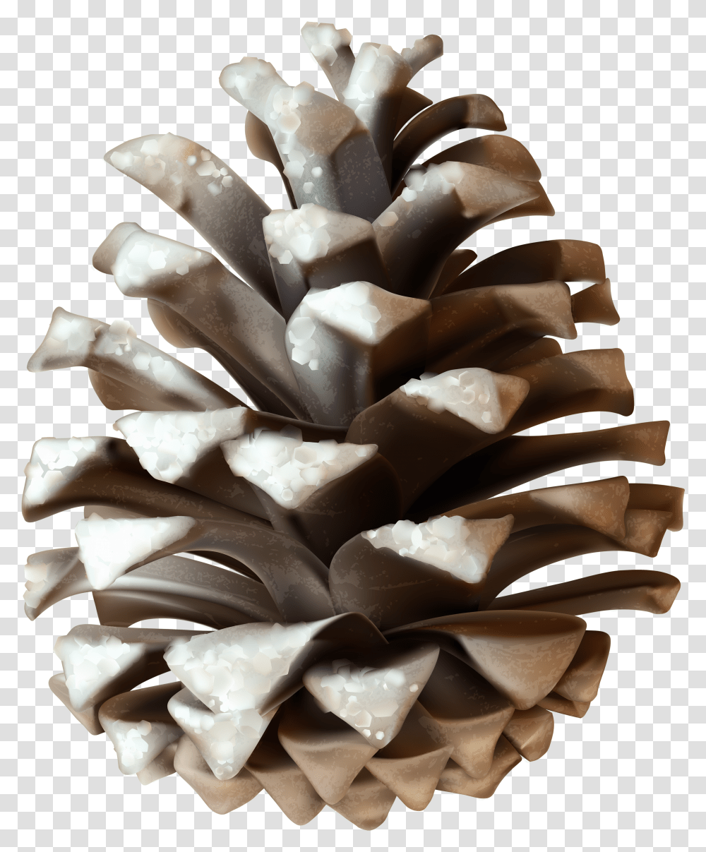 Pine Bough Winter Pine Cone Transparent Png