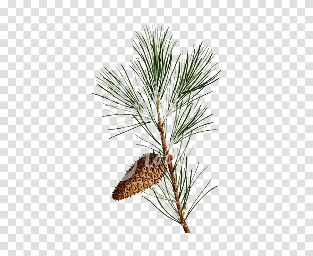 Pine Branch Background Image Shortstraw Pine, Tree, Plant, Pineapple, Fruit Transparent Png