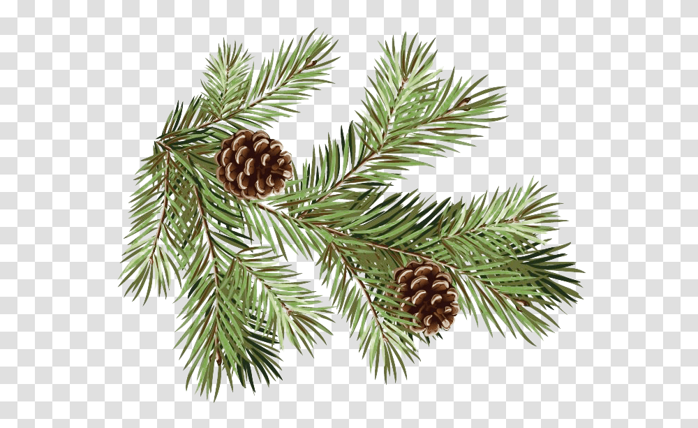 Pine Branch Background Mart Branch Pine Cone, Tree, Plant, Conifer, Spruce Transparent Png