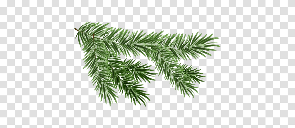 Pine Branch Free Download Pine Tree Branch, Plant, Conifer, Yew, Fir Transparent Png