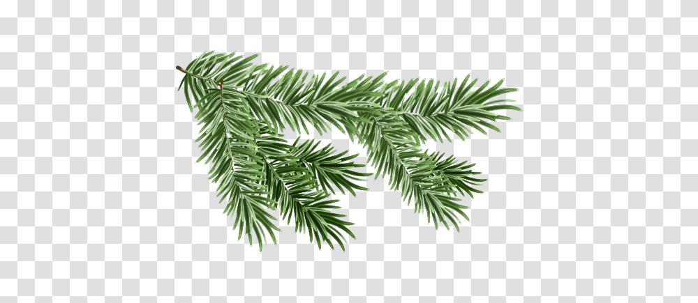 Pine Branch Free Pine Branch, Tree, Plant, Conifer, Yew Transparent Png