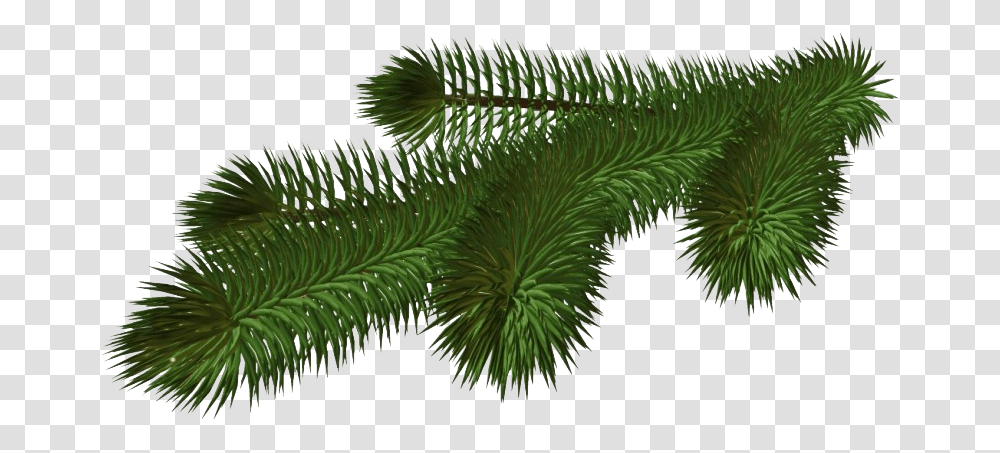 Pine Branch Hd Christmas Tree Branch, Plant, Conifer, Fir, Abies Transparent Png