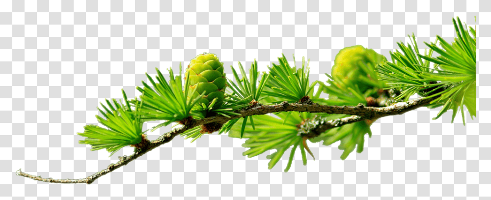 Pine Branch Hz Ali Szleri Gonul Ile Ilgili, Plant, Tree, Conifer, Larch Transparent Png
