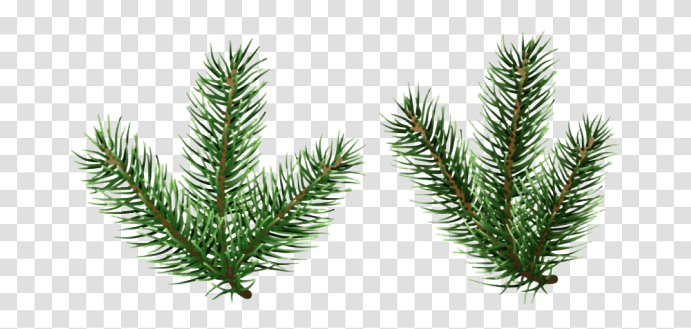 Pine Branch Image Pine Tree Branch, Plant, Conifer, Spruce, Fir Transparent Png