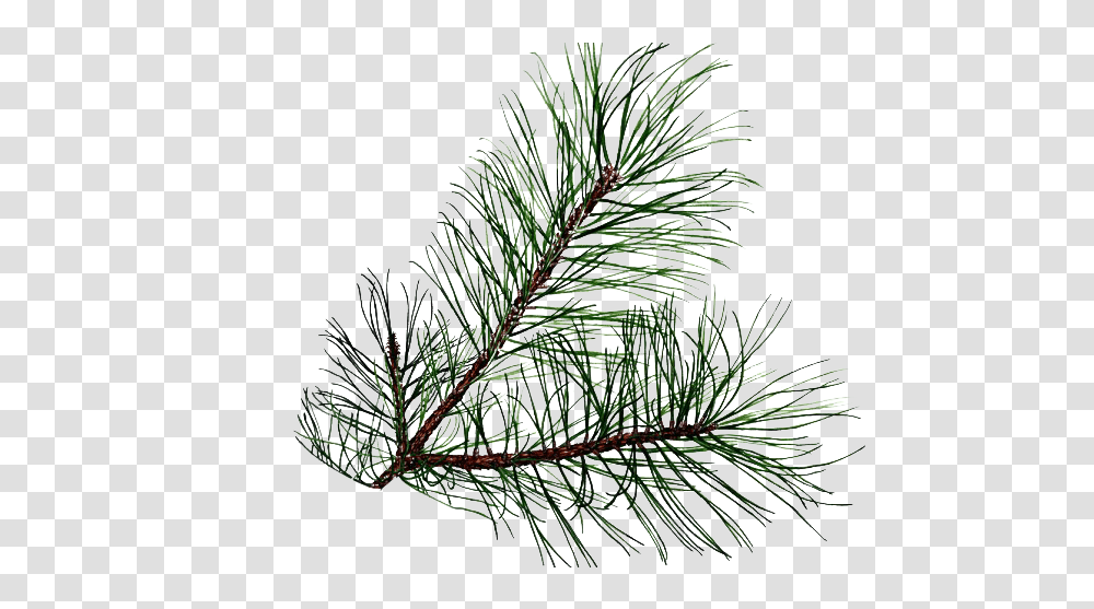 Pine Branch Leaf Pine, Plant, Tree, Conifer, Snow Transparent Png