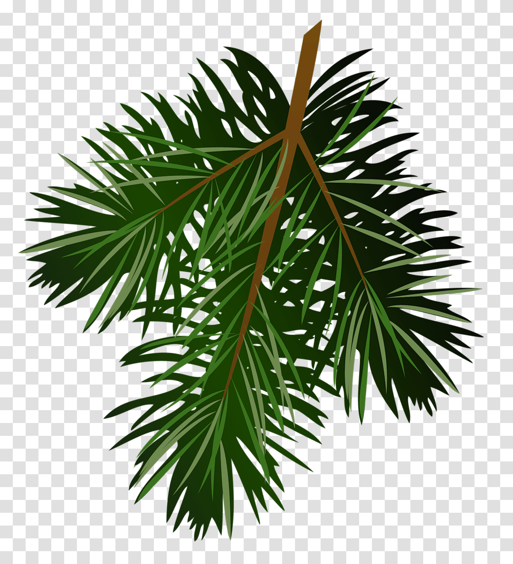 Pine Branch, Leaf, Plant, Tree, Conifer Transparent Png