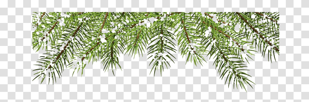 Pine Branch Picture Christmas Tree Branches, Plant, Conifer, Fir, Abies Transparent Png